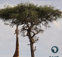 42F32FED-C91B-446C-9C84-5507D785D63A