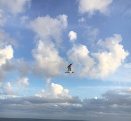 6D28723E-3ED6-43D6-85AD-28682FE137B6